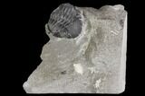 Bargain, Eldredgeops Trilobite Fossil - New York #138822-1